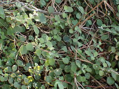 Chenopodium allanii