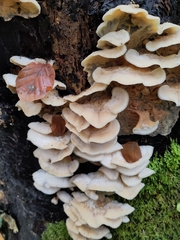 Merulius tremellosus
