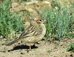 Coryphistera alaudina