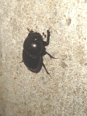 Ateuchini