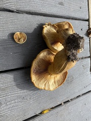 Gymnopilus junonius