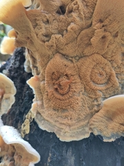 Merulius tremellosus