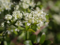 Scandia geniculata