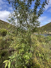 Maytenus acuminata acuminata