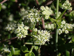 Scandia geniculata