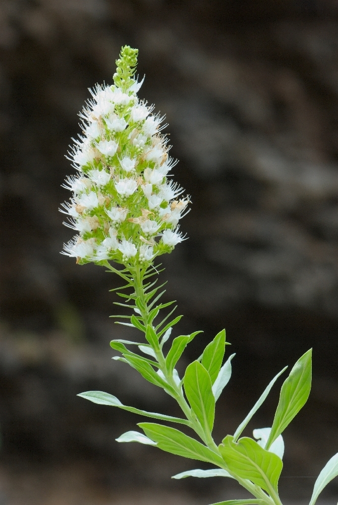 Echium bethencourtii