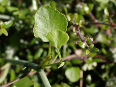 Scandia geniculata