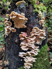 Merulius tremellosus