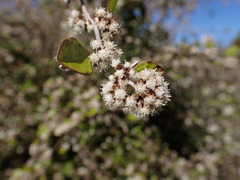Helichrysum lanceolatum