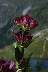 Gentiana purpurea