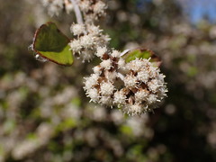 Helichrysum lanceolatum