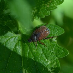 Hoplia