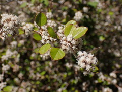 Helichrysum lanceolatum