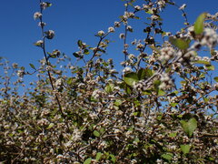 Helichrysum lanceolatum