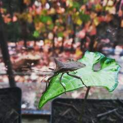 Elasmopoda