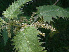 Urtica ferox