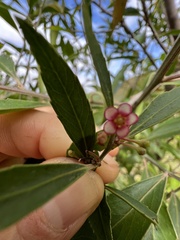 Maytenus acuminata acuminata