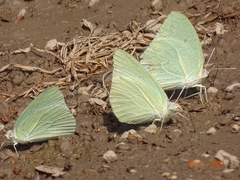 Catopsilia florella