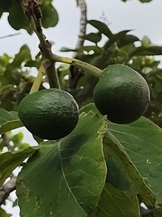 Caryocar brasiliense