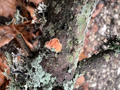 Aleurodiscus amorphus