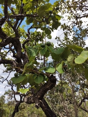 Caryocar brasiliense