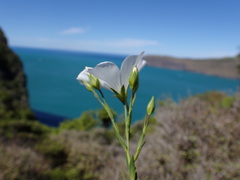 Linum monogynum