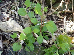 Tetragonia trigyna