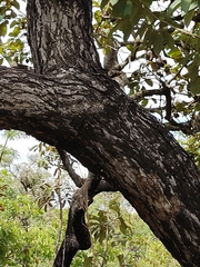 Caryocar brasiliense