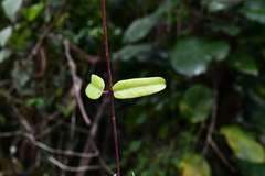 Cryptolepis sinensis