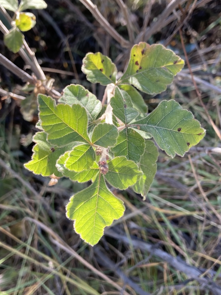 fragrant sumac from Prescott National Forest, Prescott, AZ, US on November 04, 2022 at 0206 PM