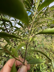 Maytenus acuminata acuminata