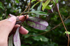 Cryptolepis sinensis