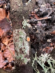 Aleurodiscus amorphus