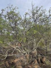 Ficus abutilifolia