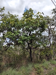 Caryocar brasiliense