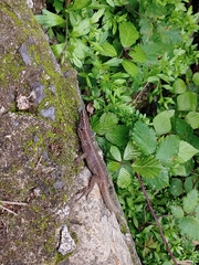 Teira dugesii dugesii