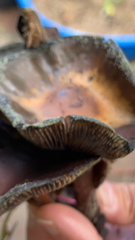 Psilocybe caerulescens