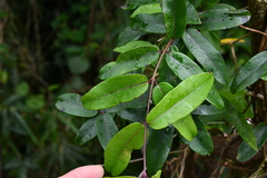 Cryptolepis sinensis