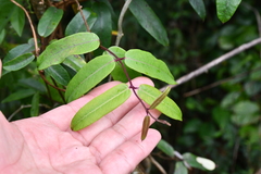 Cryptolepis sinensis