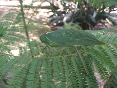 Stilpnochlora azteca