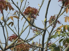 Pachyramphus aglaiae