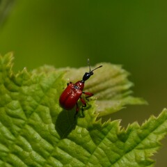 Apoderus coryli