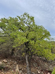 Colophospermum mopane
