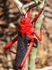 Phymateus morbillosus