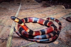 Pliocercus elapoides