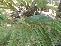 Stilpnochlora azteca