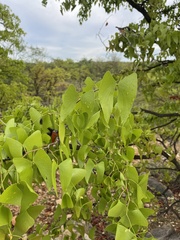 Colophospermum mopane