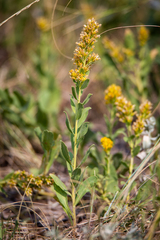 Solidago mollis