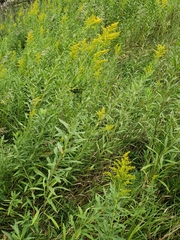 Solidago