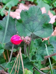 Pelargonium × hybridum